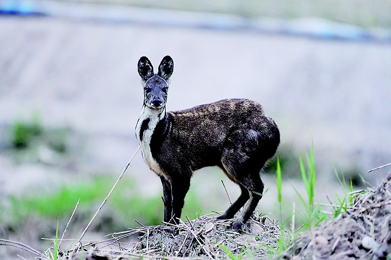 原麝山西省生物多样性保护中心 段旭东 摄自然界的神奇,造就了许多