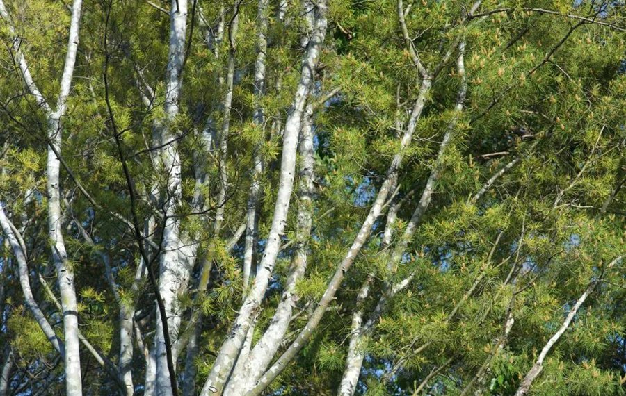 1710145028099006665.jpg 1 - 副本.jpg