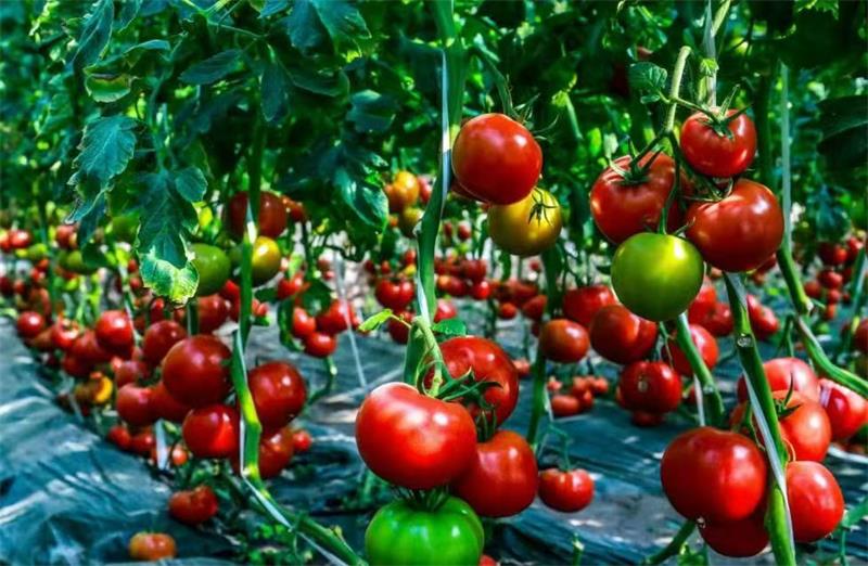 1750749732158096306.jpg 微信图片_20250624152348.jpg