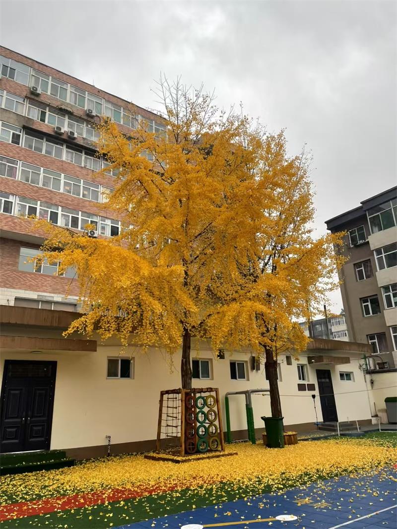 1762931801443046064.jpg 图片2.jpg